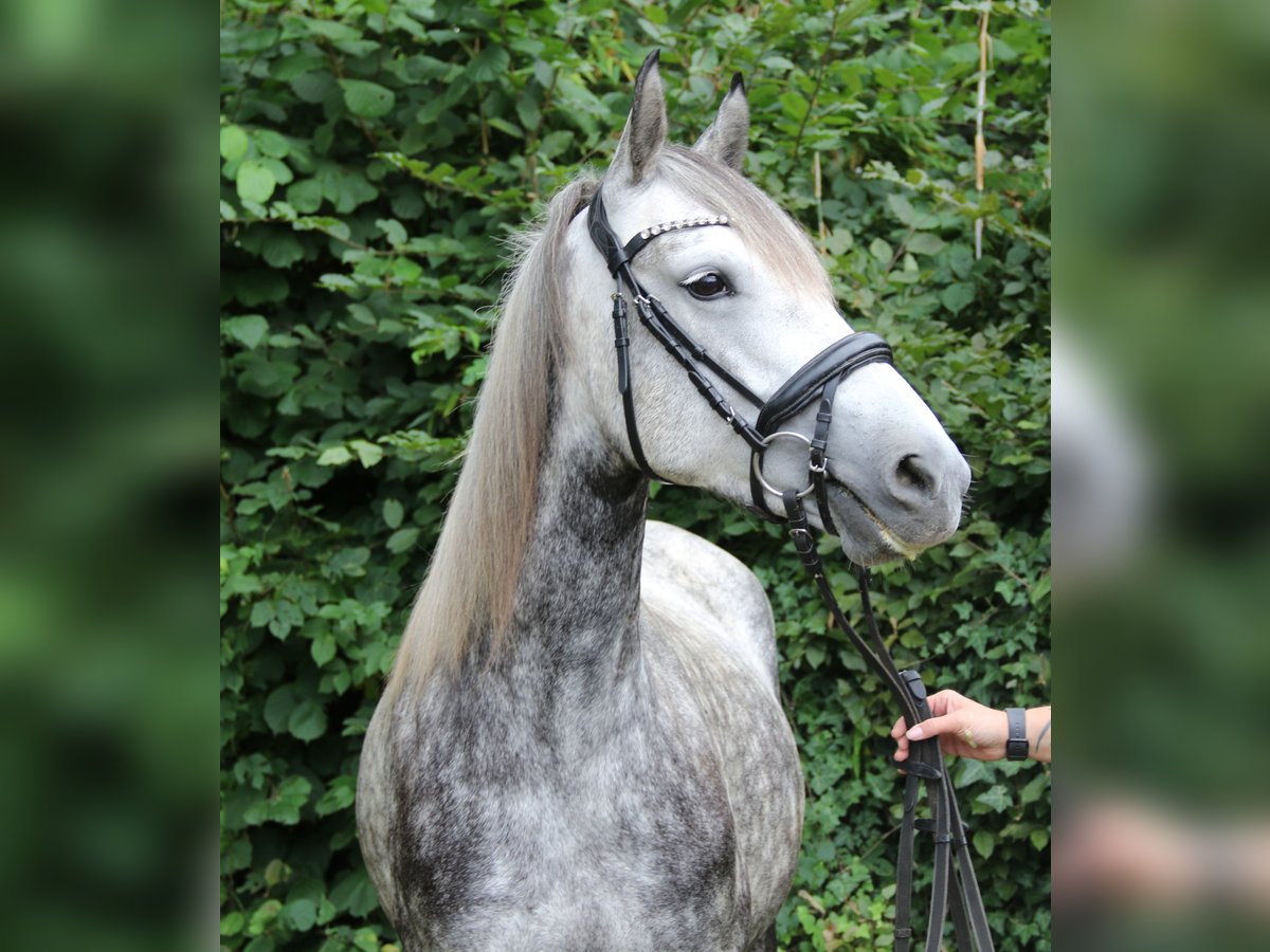 Connemara Mix Stute 5 Jahre 154 cm Apfelschimmel in Wachtendonk