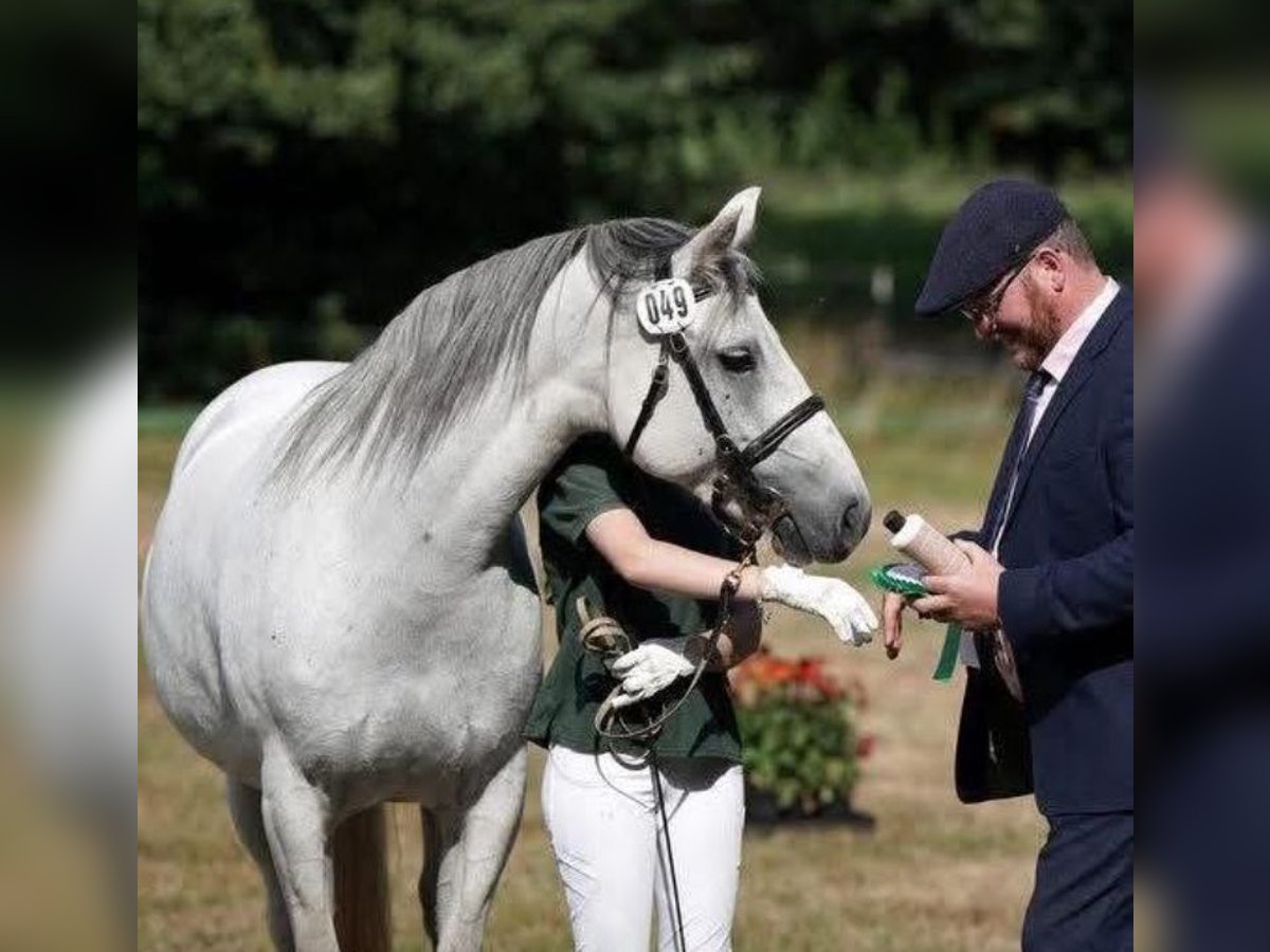 Connemara Stute 6 Jahre 145 cm Schimmel in Weilburg