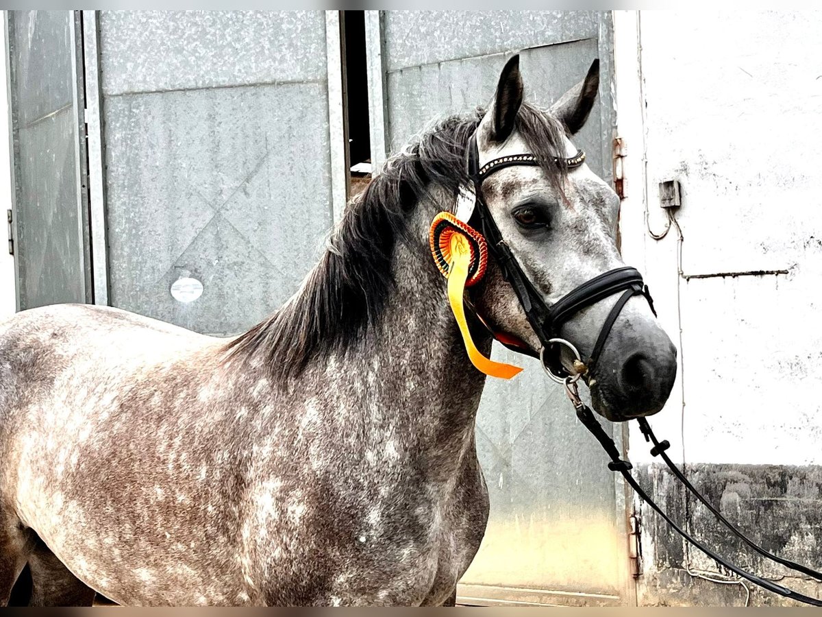 Connemara Stute 6 Jahre 147 cm Apfelschimmel in Boppard