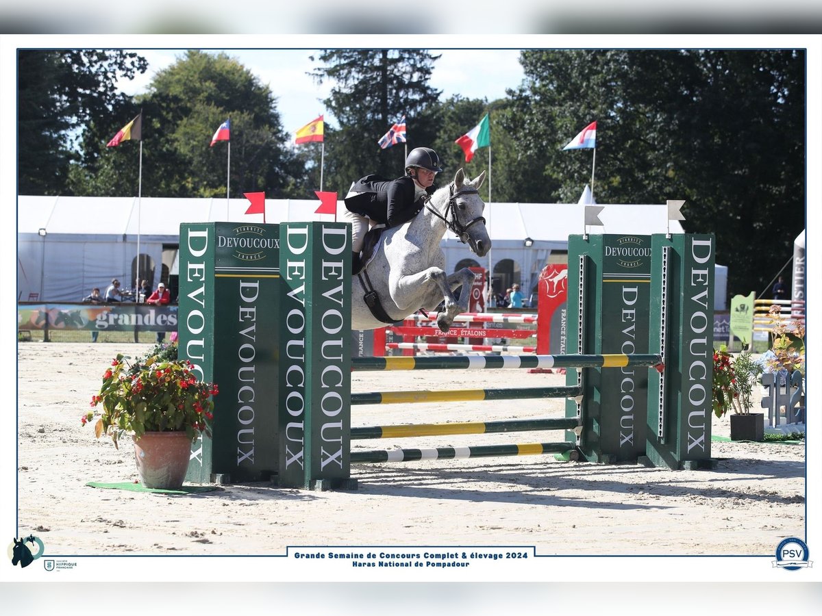 Connemara Stute 6 Jahre 147 cm Schimmel in Villelaure