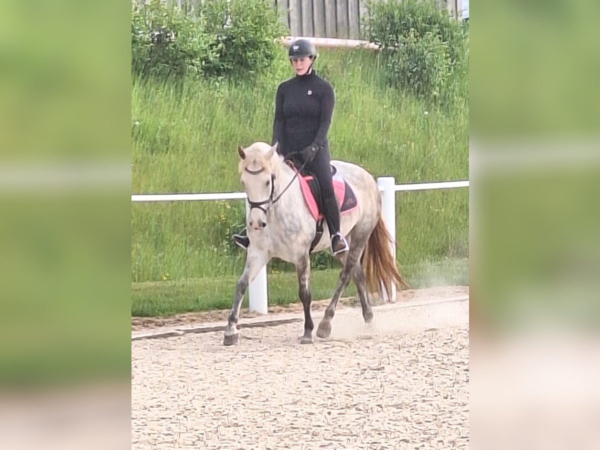 Connemara Stute 6 Jahre 148 cm Schimmel in Hontheim