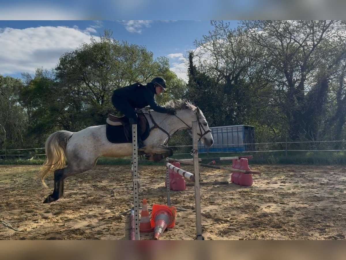 Connemara Stute 7 Jahre 145 cm Schimmel in Rousson