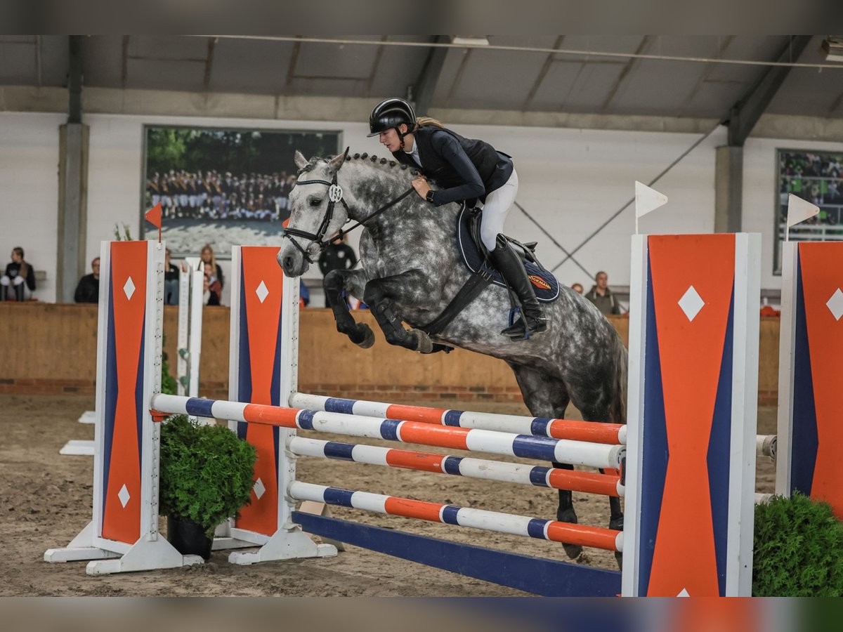 Connemara Stute 7 Jahre 148 cm Apfelschimmel in Löningen