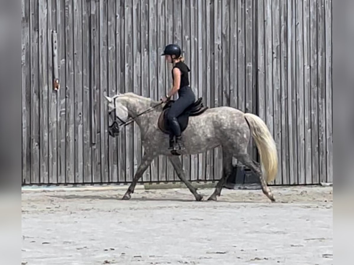 Connemara Stute 7 Jahre 152 cm Schimmel in Lorscheid