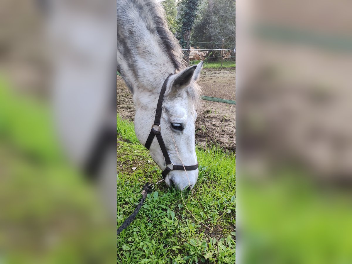 Connemara Stute 8 Jahre 147 cm Schimmel in Cuges-les-Pins