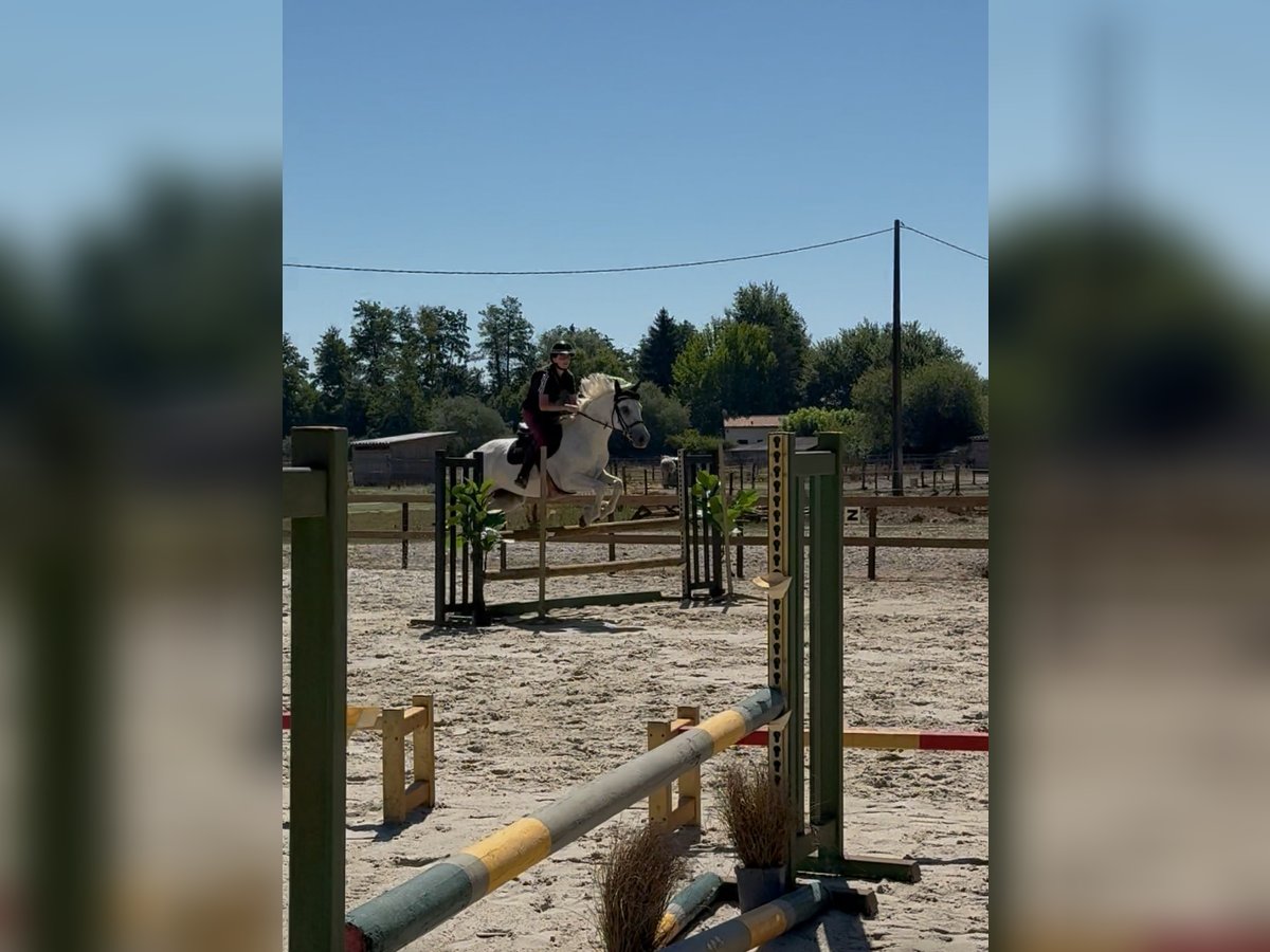 Connemara Stute 8 Jahre 147 cm White in Saint-Pardoux-du-Breuil