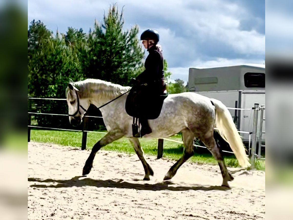 Connemara Stute 8 Jahre 154 cm Blauschimmel in Rheinsberg Flecken Zechlin