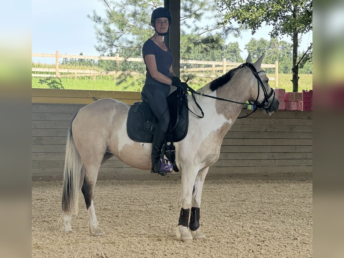 Connemara Mix Stute 9 Jahre 142 cm in Arnstorf