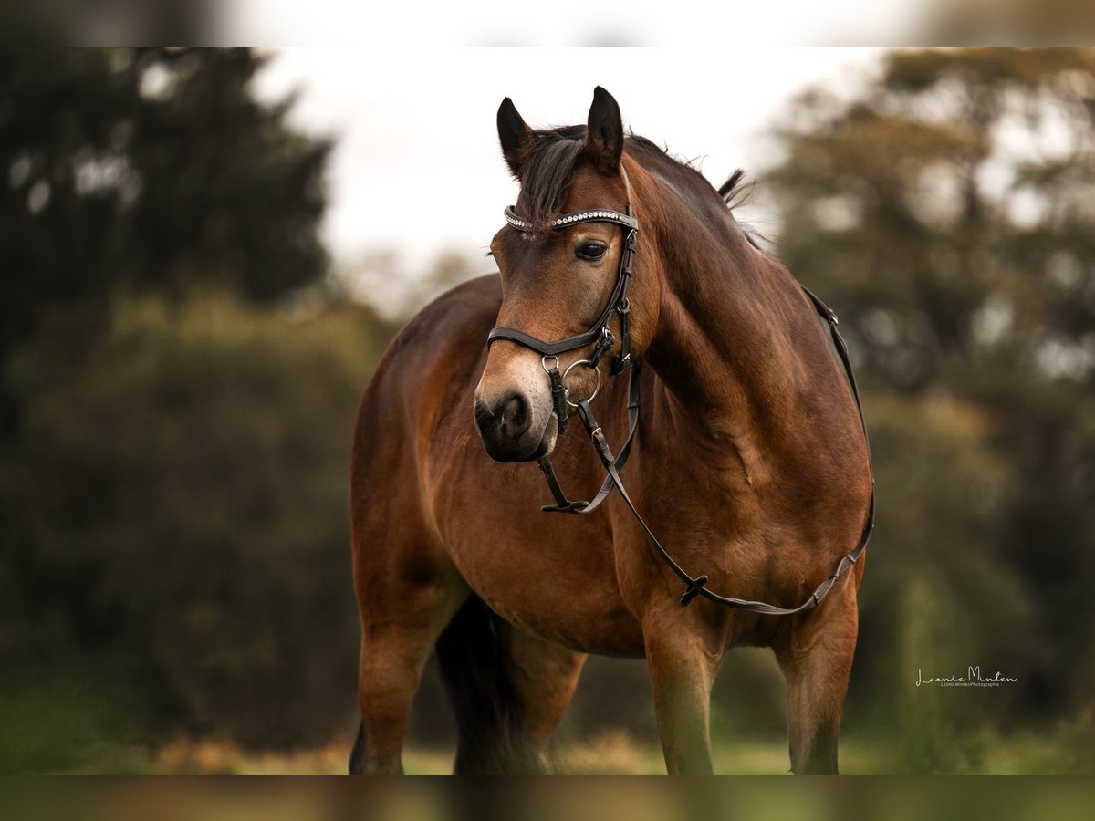 Connemara Mix Stute 9 Jahre 145 cm Brauner in Grevenbroich