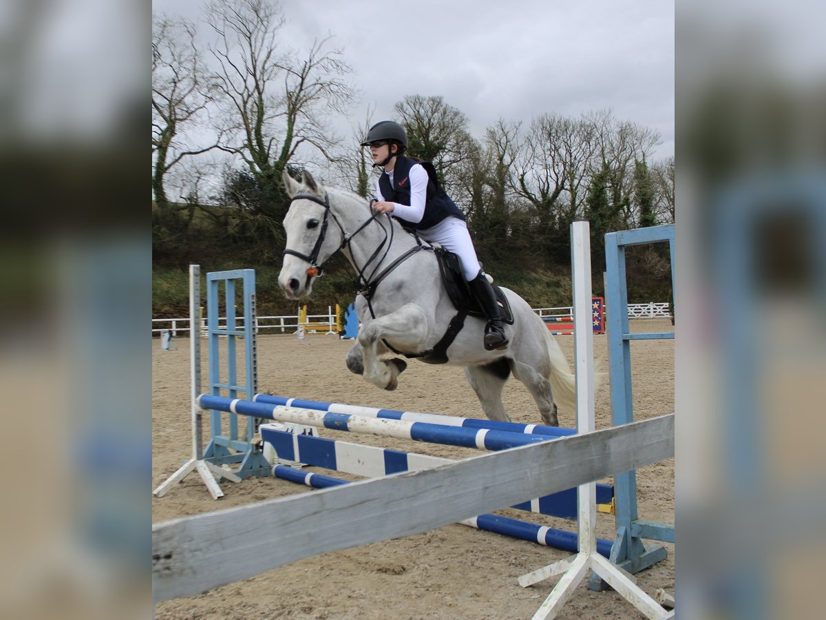 Connemara Mix Stute 9 Jahre 148 cm Apfelschimmel in Cork city southside