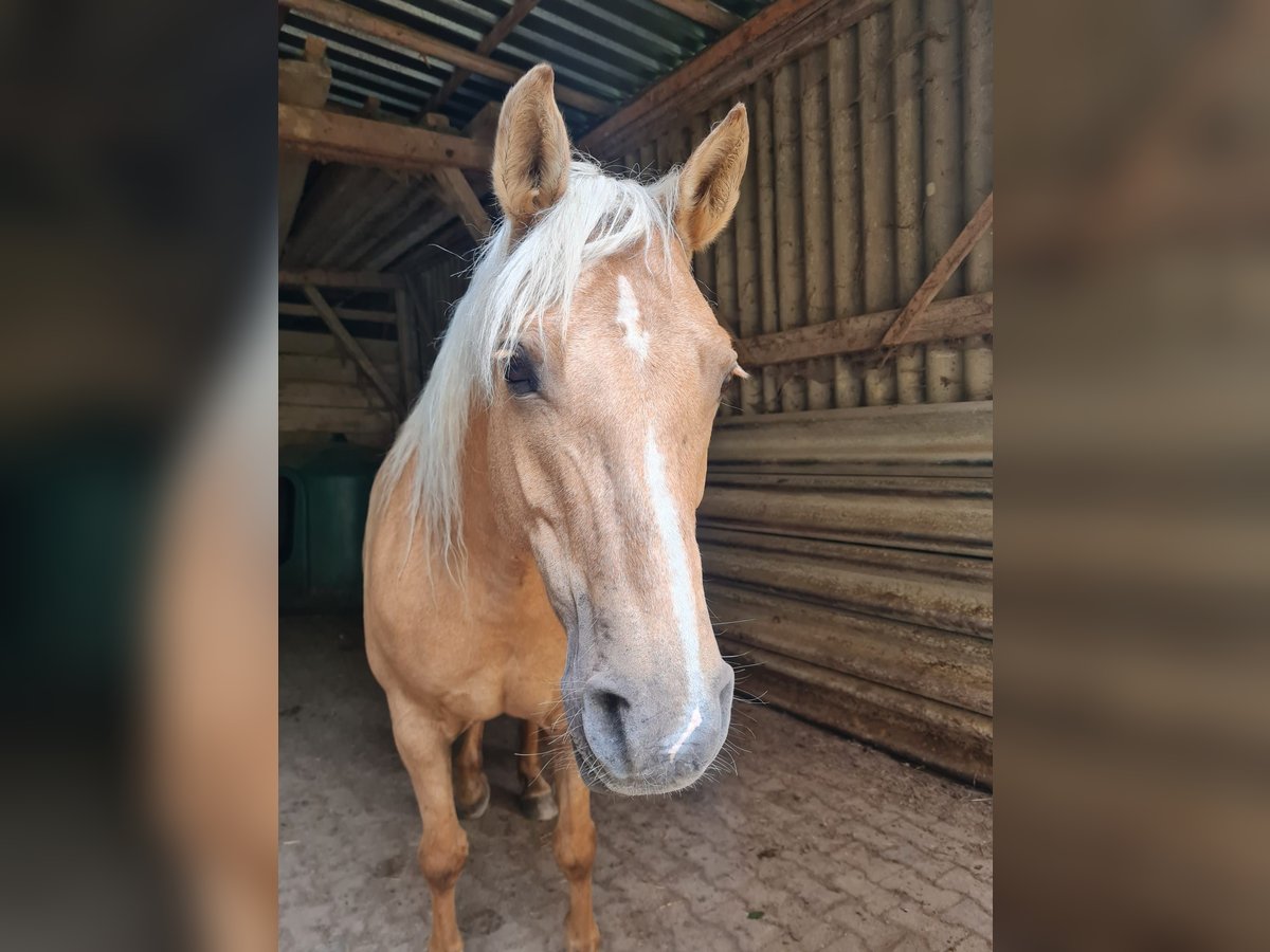 Connemara Mix Stute 9 Jahre 155 cm Palomino in Taunusstein