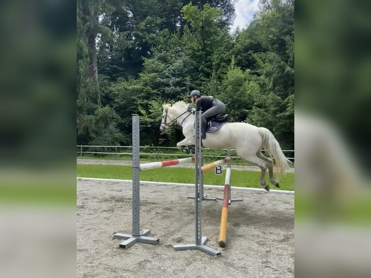 Connemara Valack 13 år 148 cm Grå-flugskimmel in Stattegg