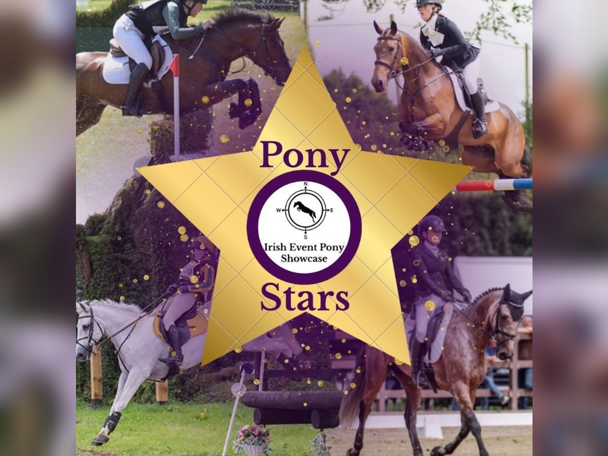 Connemara Mix Wallach 10 Jahre in Dublin