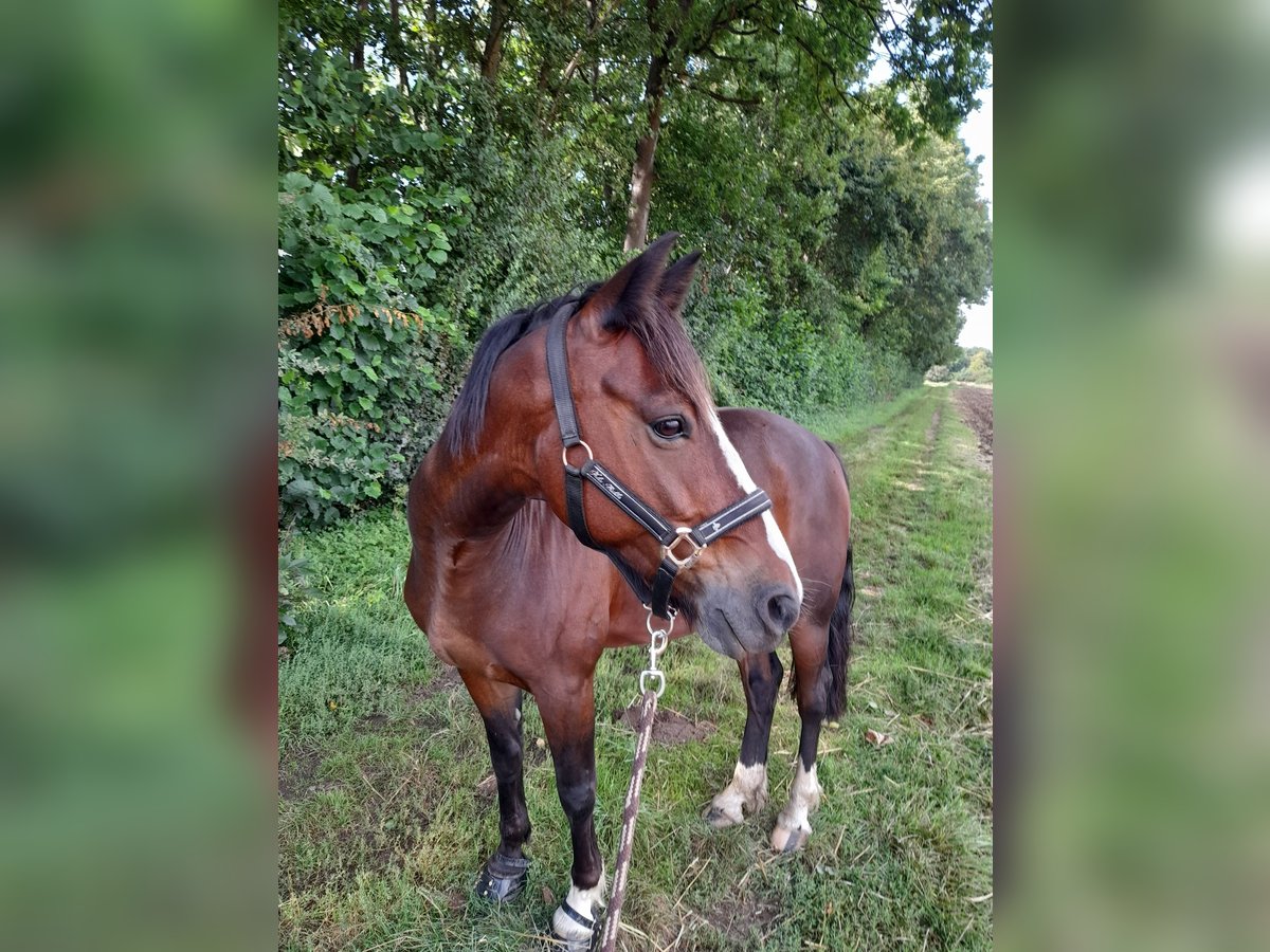 Connemara Wallach 11 Jahre 146 cm Brauner in Weilerswist