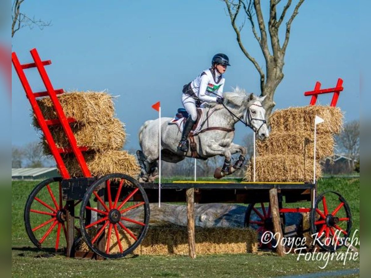 Connemara Wallach 11 Jahre 148 cm Schimmel in Selm