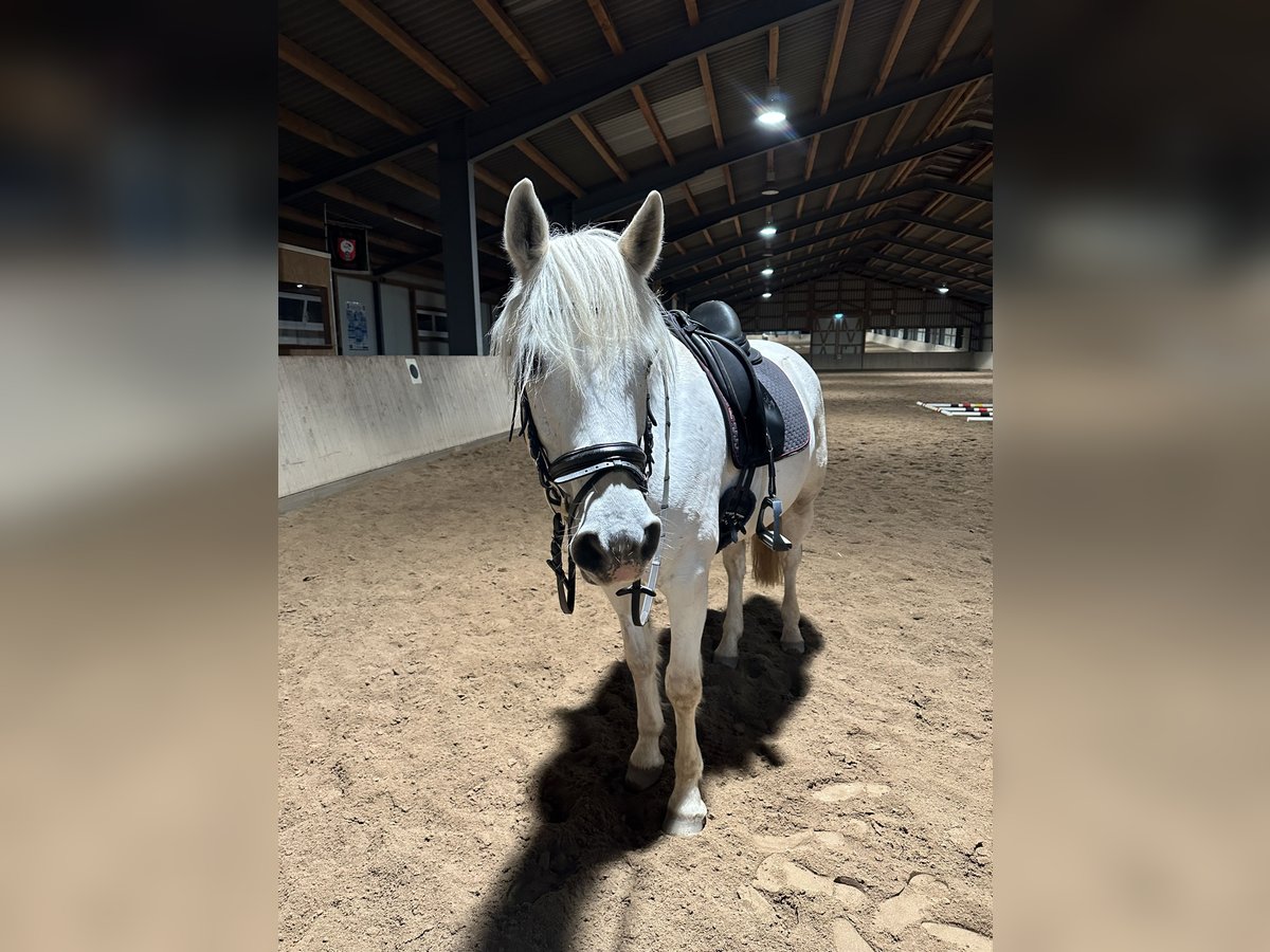 Connemara Wallach 11 Jahre 156 cm Schimmel in Kaiserslautern