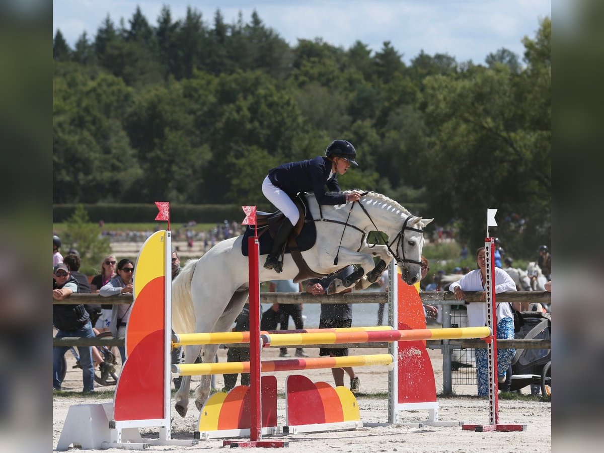 Connemara Wallach 12 Jahre 148 cm Schimmel in Aix-en-Provence