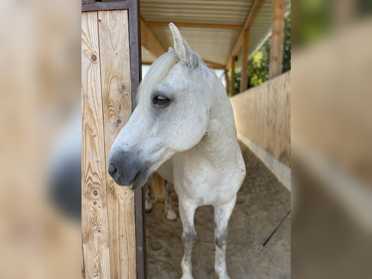 Connemara Wallach 14 Jahre 145 cm Schimmel in Welzheim