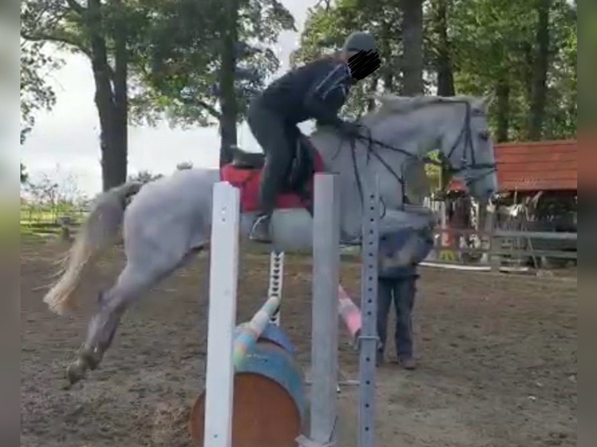 Connemara Wallach 14 Jahre 148 cm Fliegenschimmel in Hopsten