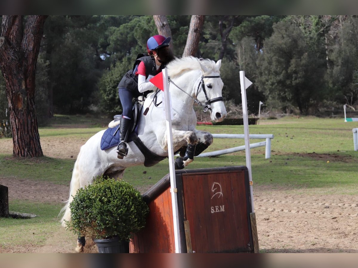 Connemara Wallach 14 Jahre 148 cm Schimmel in Gockhausen