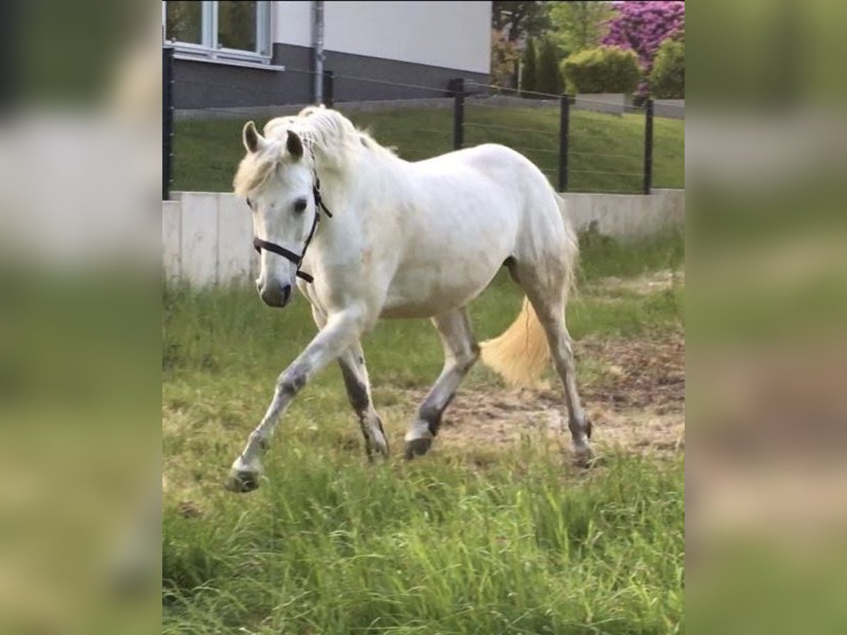 Connemara Mix Wallach 14 Jahre 152 cm Schimmel in Hattingen