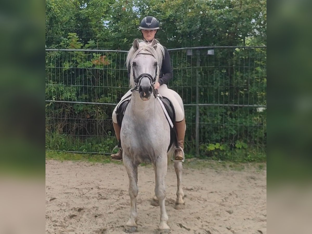 Connemara Wallach 14 Jahre 154 cm Fliegenschimmel in Lage