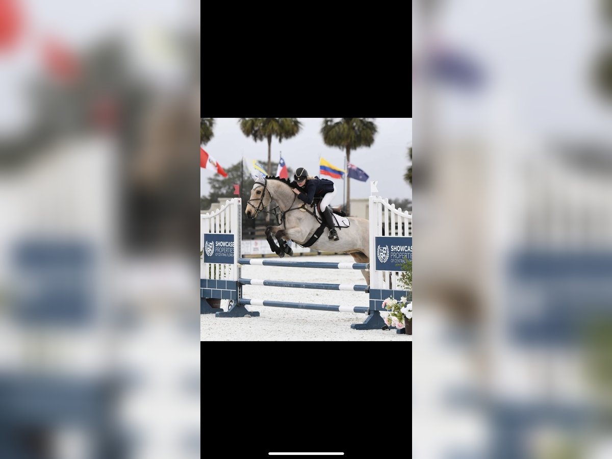 Connemara Wallach 16 Jahre 147 cm Falbe in Gainesville