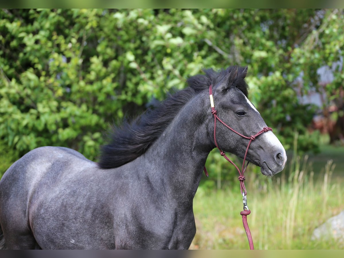 Connemara Wallach 1 Jahr 145 cm Rappschimmel in Z&#xFC;rich