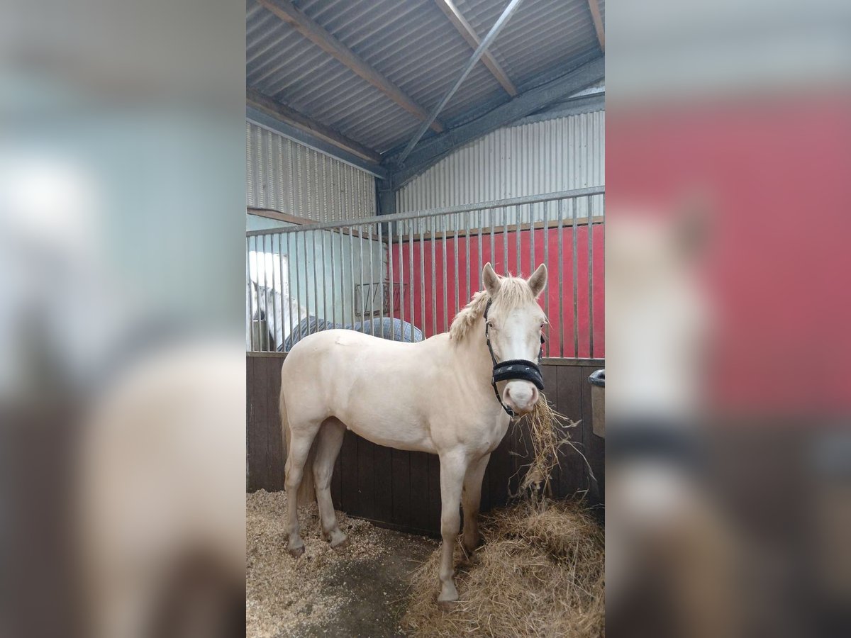 Connemara Wallach 2 Jahre 130 cm in Dhronecken