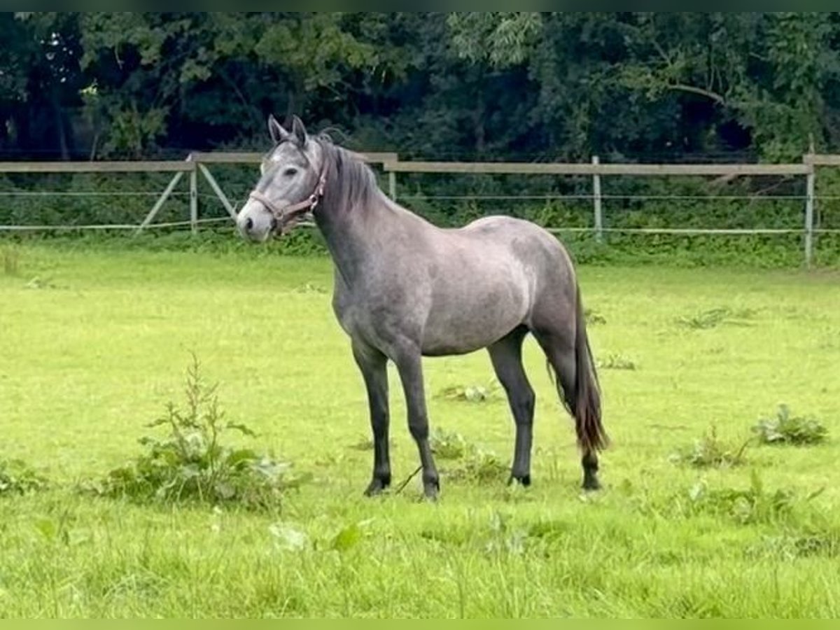 Connemara Wallach 2 Jahre 143 cm Apfelschimmel in Osdorf
