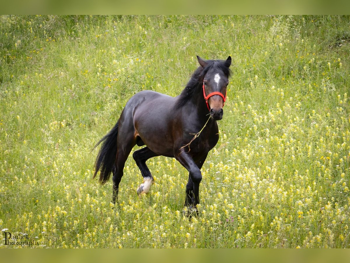 Connemara Wallach 2 Jahre 144 cm Brauner in Burggen