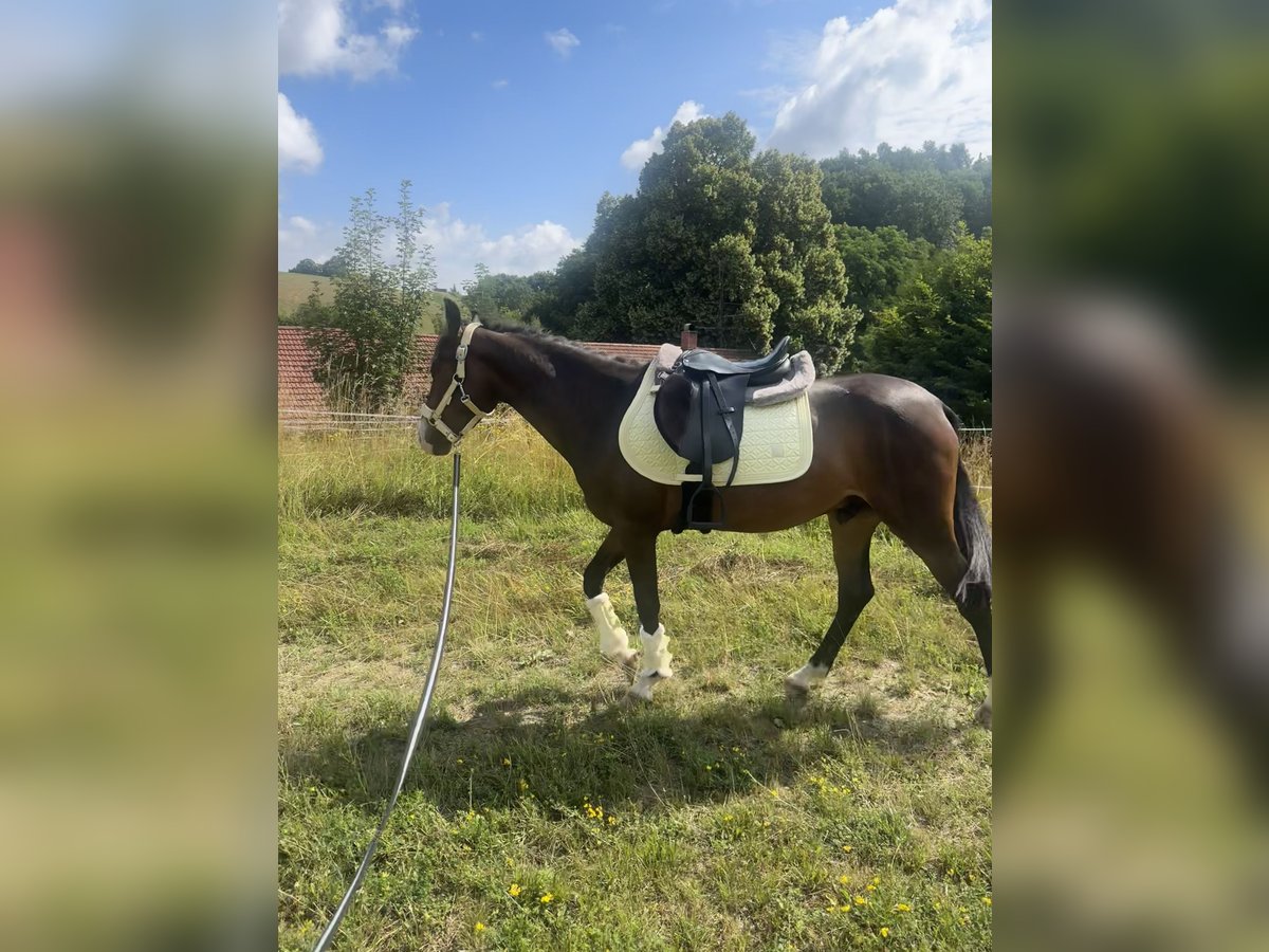 Connemara Mix Wallach 3 Jahre 145 cm Brauner in Mengkofen