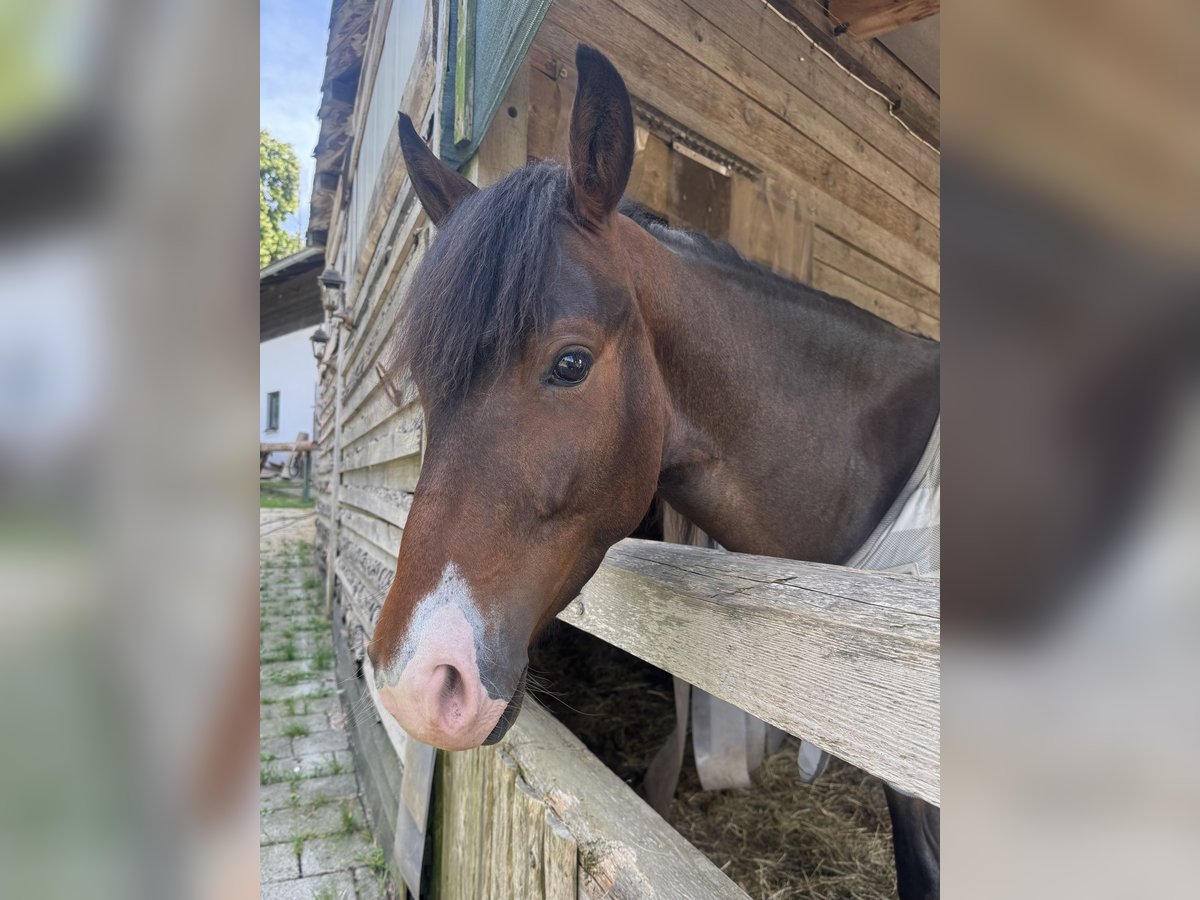 Connemara Mix Wallach 3 Jahre 145 cm Brauner in Mengkofen