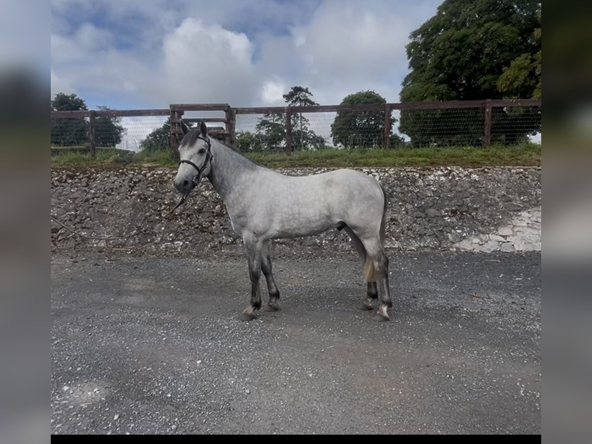 Connemara Wallach 3 Jahre 145 cm Schimmel in Tipperary