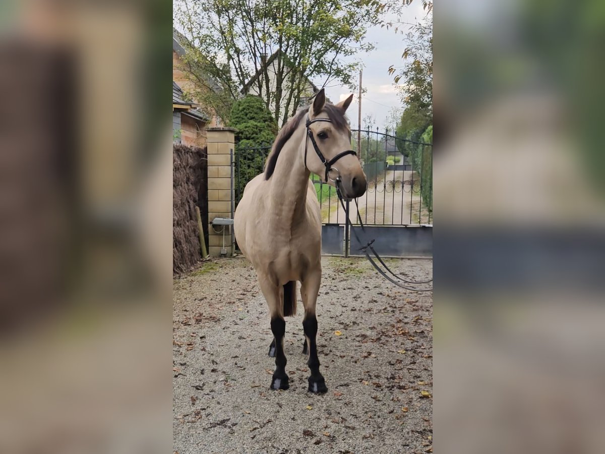 Connemara Wallach 3 Jahre 153 cm Falbe in Berentzwiller