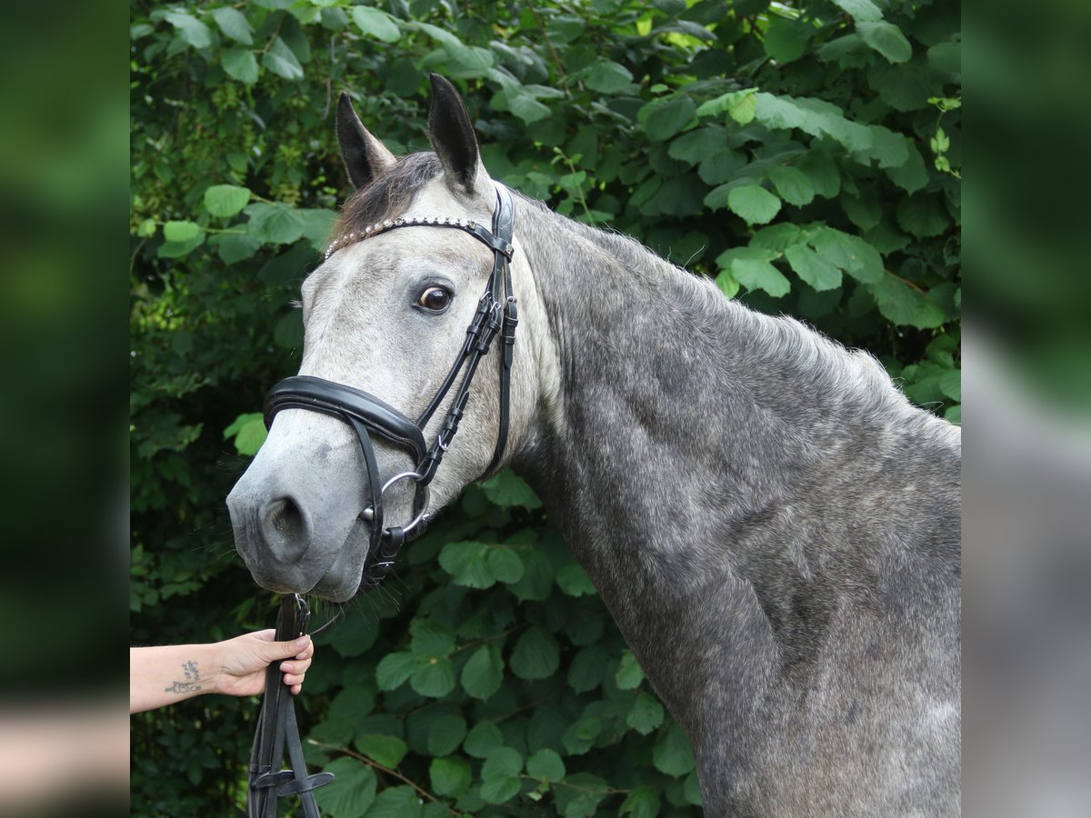Connemara Wallach 3 Jahre 155 cm Rappschimmel in Wachtendonk