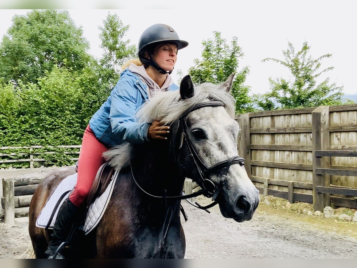 Connemara Wallach 4 Jahre 145 cm Schimmel in Mountrath