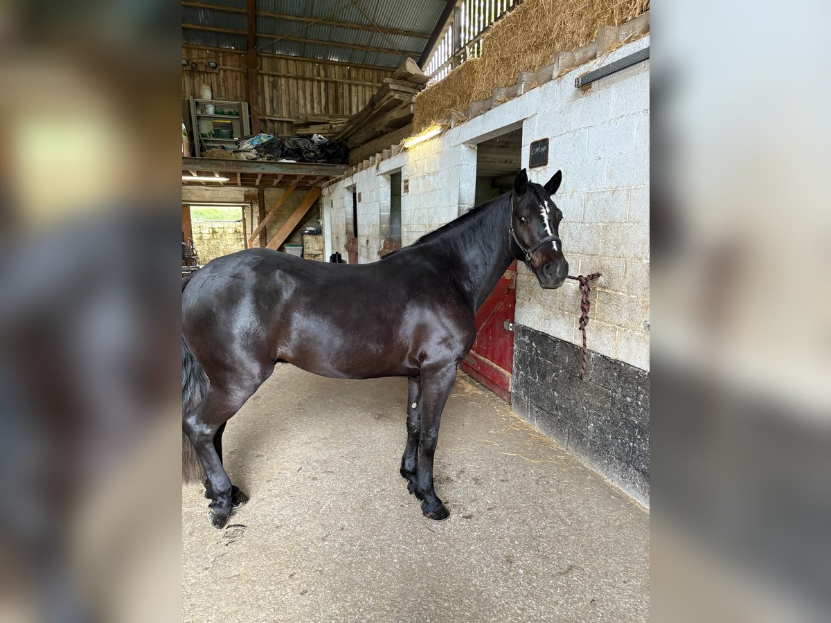 Connemara Wallach 4 Jahre 147 cm Rappe in Vlezenbeek