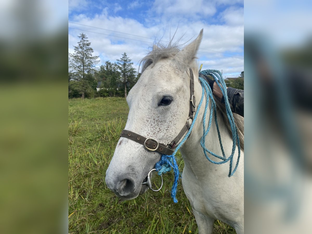 Connemara Wallach 4 Jahre 147 cm Schimmel in Co. Sligo