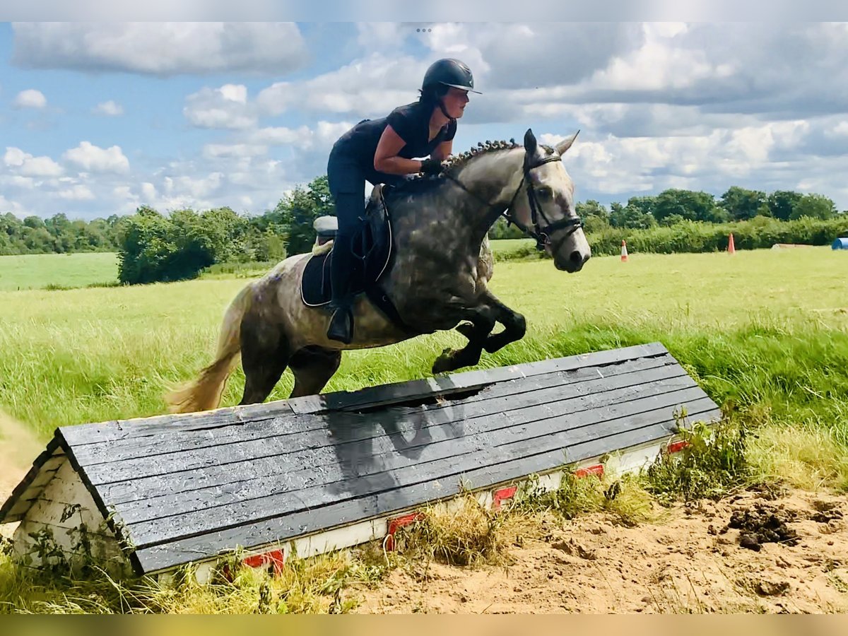 Connemara Wallach 4 Jahre 152 cm Apfelschimmel in Mountrath