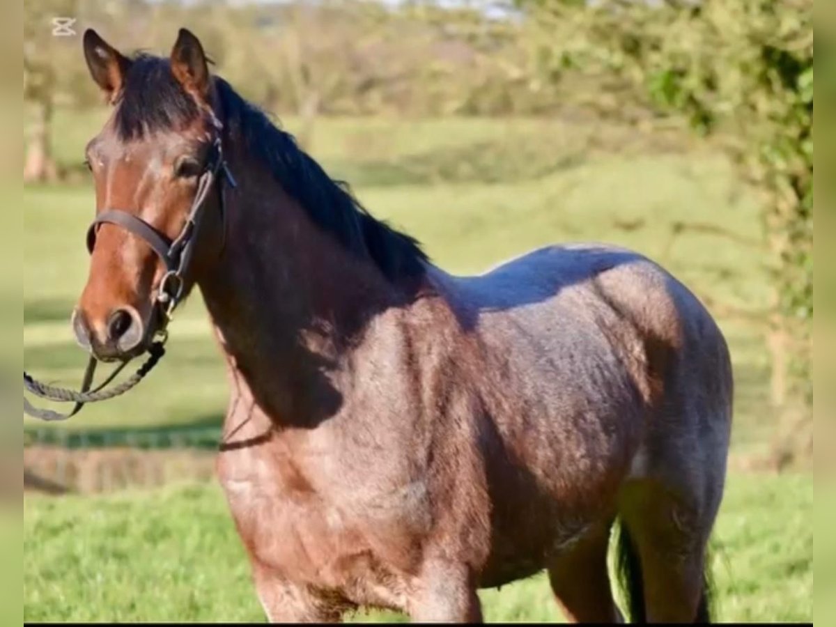 Connemara Wallach 4 Jahre 152 cm Roan-Red in Bad Neustadt an der Saale
