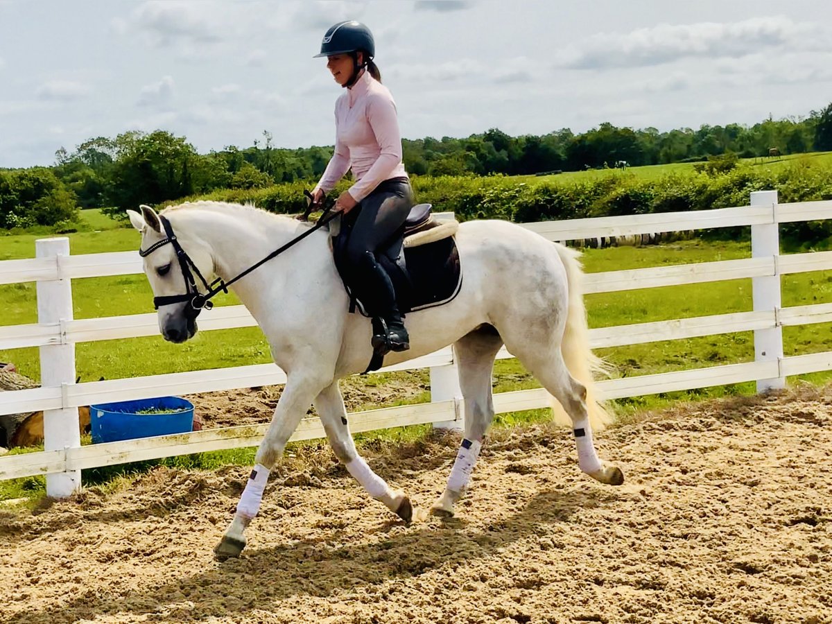 Connemara Wallach 4 Jahre 152 cm Schimmel in Mountrath