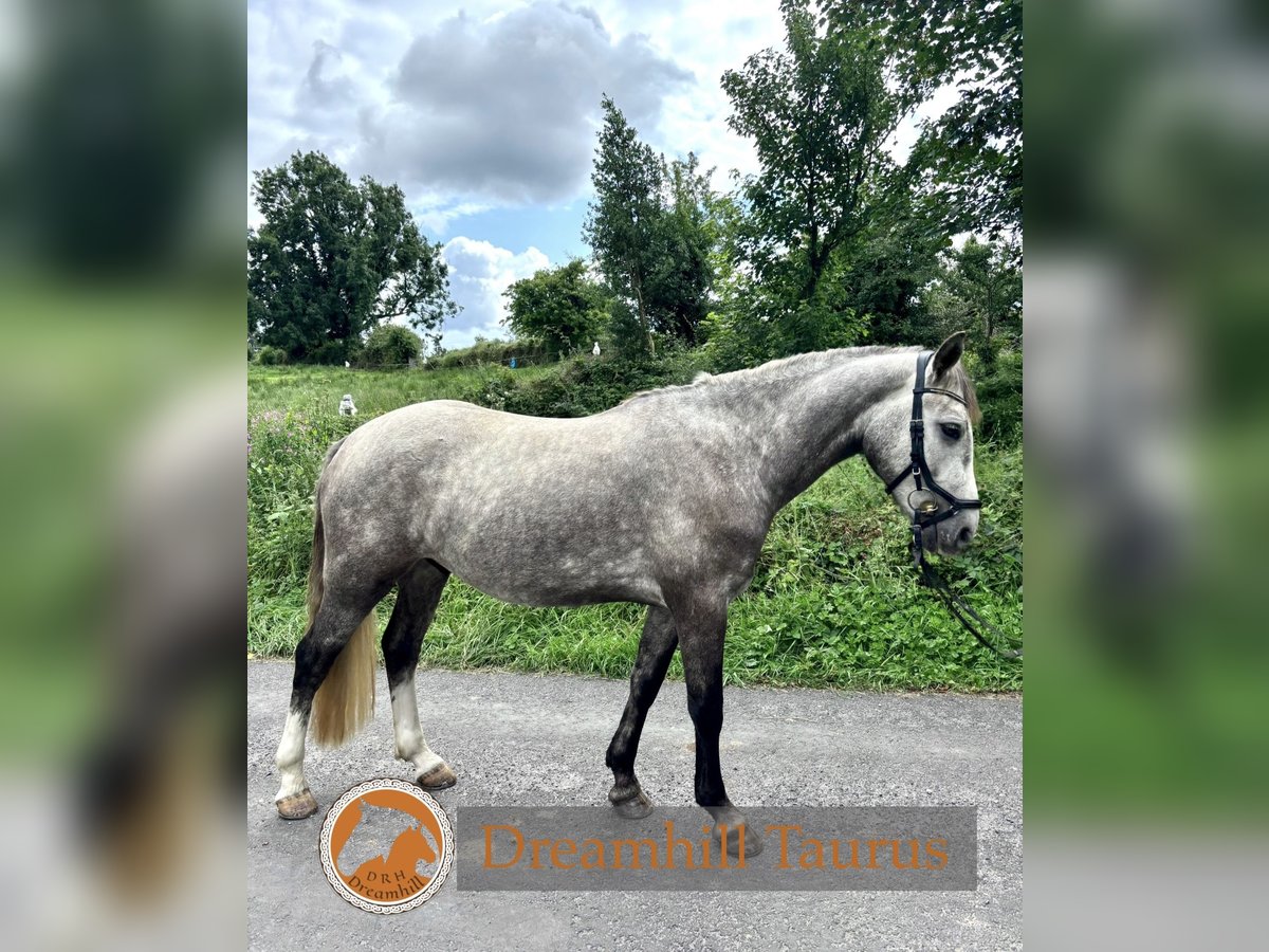 Connemara Wallach 4 Jahre 152 cm Schimmel in Galway