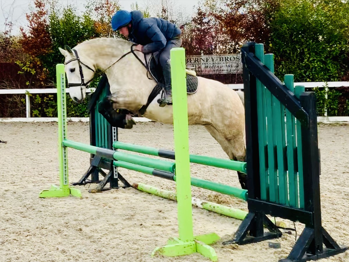 Connemara Wallach 4 Jahre 152 cm Schimmel in Mountrath