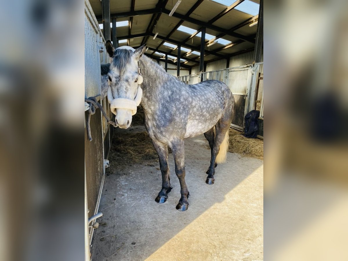 Connemara Wallach 4 Jahre 153 cm Rappschimmel in Sligo