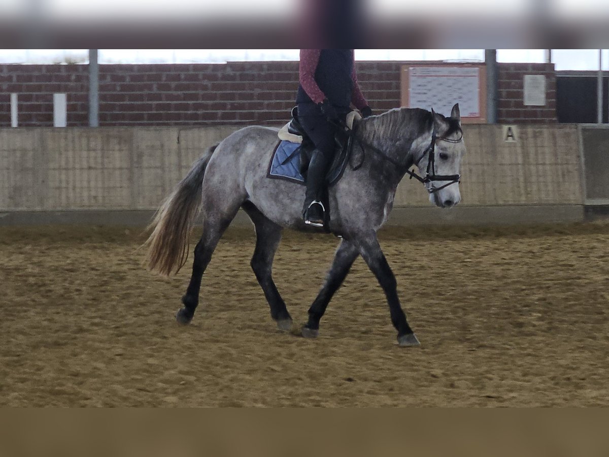 Connemara Wallach 4 Jahre 155 cm Apfelschimmel in Wachtendonk