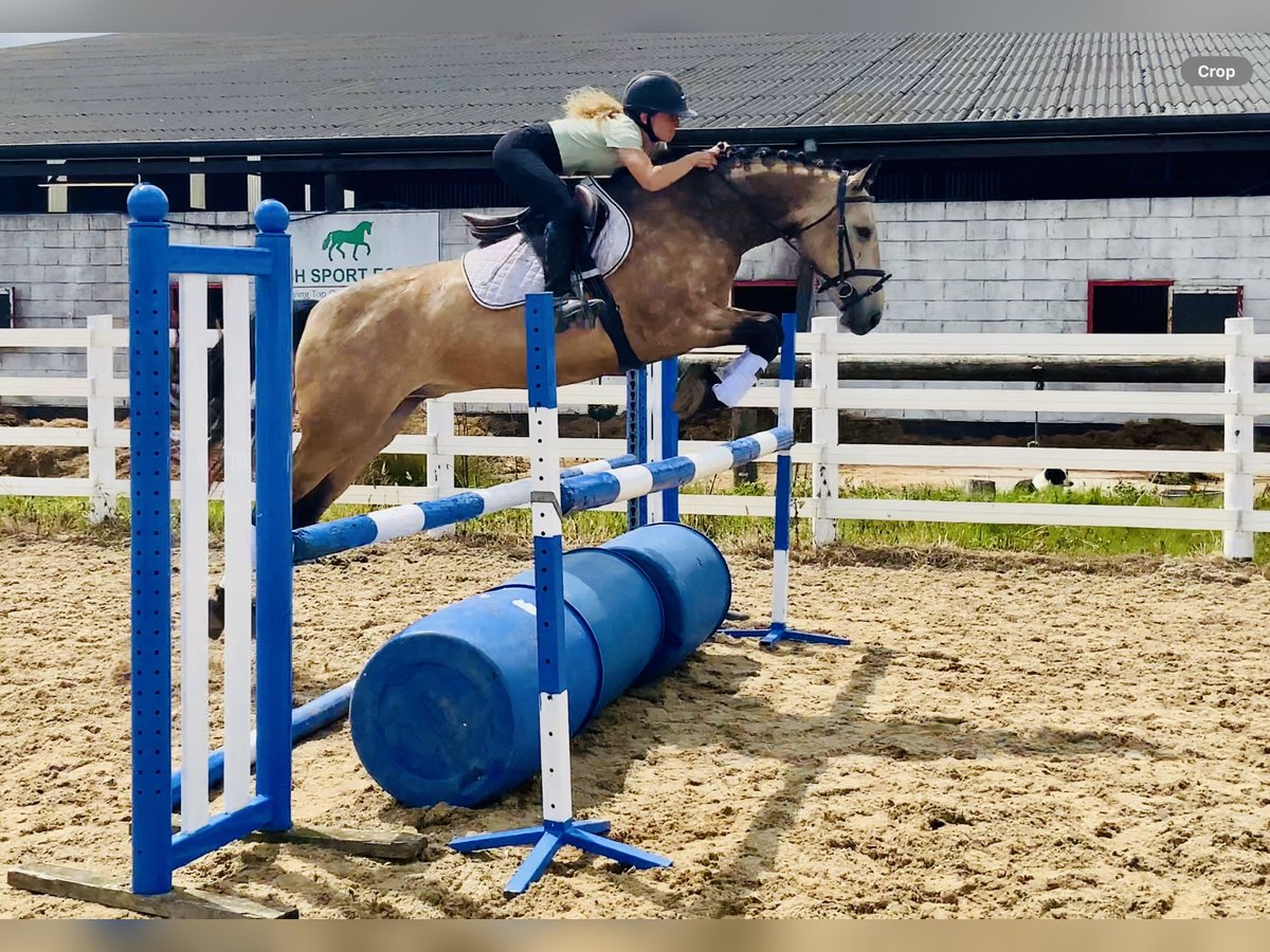 Connemara Wallach 4 Jahre 155 cm Falbe in Mountrath