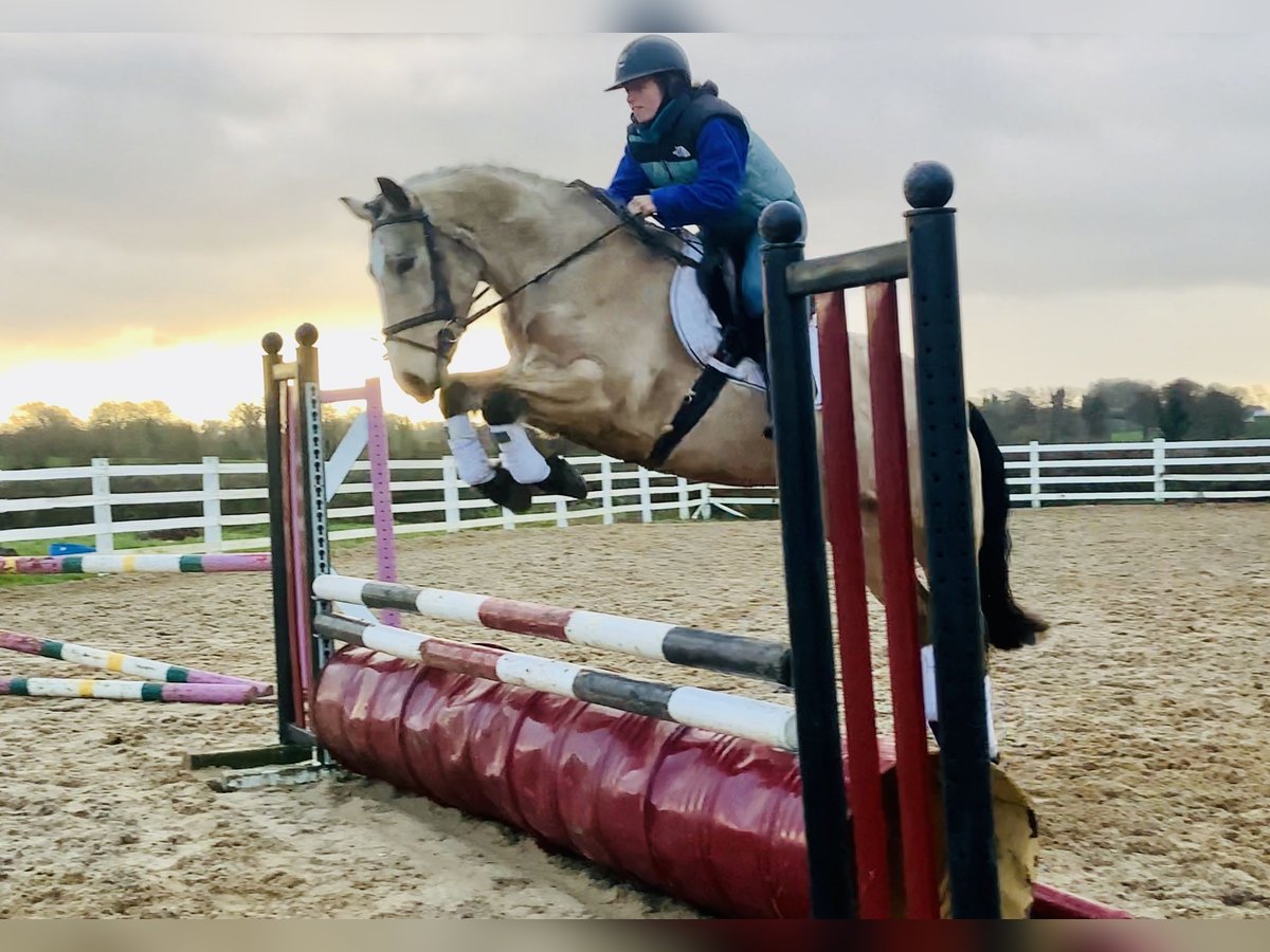 Connemara Wallach 4 Jahre 156 cm Falbe in Mountrath