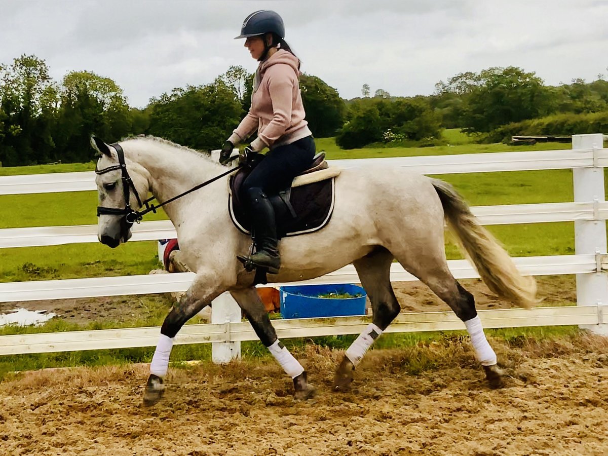 Connemara Wallach 5 Jahre 145 cm Schimmel in Mountrath