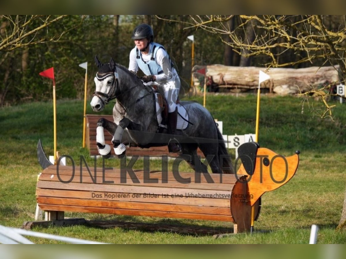 Connemara Wallach 5 Jahre 148 cm Apfelschimmel in Stöttwang